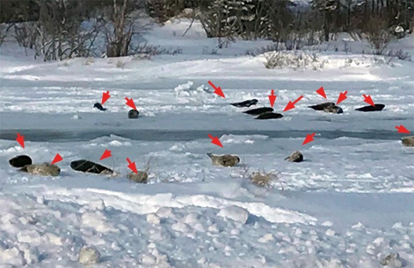 オンリーカナダ？40頭ものアザラシが町のあちこちに出没中