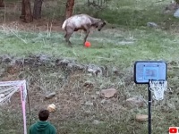 こんな動画だけ見ていたい。少年たちとサッカーを楽しむ野生のエルク