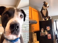 犬の猫化。猫2匹のいる家にやってきた保護犬の場合、すっかり自分を猫と思い込む