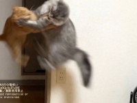 宇宙で一番かわいい〝空中戦〟に3.3万人熱狂　「舞空術」「スーパーサイヤもふズ」と話題に