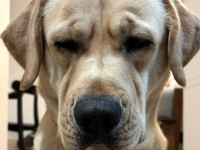 リンゴを愛するワンコさん、丸ごと渡されこの表情　困った理由は？飼い主に聞く