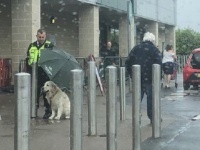 雨の中、飼い主を外で待つ犬に傘を差しかけ続けた警備員（イギリス）
