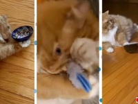 愛猫「お腹が空いた！ご飯まだ？」と、餌のボウルをガタゴトさせて中身を入れろと催促する