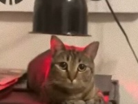 深夜にジャンプ。猫のロビンさん、ランプの光で温まってまったりタイム