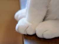 好きなのに触れられない……！　みんなが困った「●●アレルギー」のお話