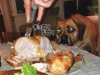 ガン見ってこういうこと。犬たちが食べ物を見つめる目つきが食いしん坊ワンザイ