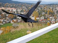 カラスを訓練してタバコの吸い殻を収集。清掃コストを大幅に削減する取り組み（スウェーデン）