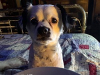 あざとかわいい。犬が食べ物を欲しい時の表情や仕草