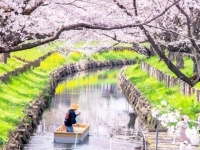 「これぞ川越の春」　小さな舟に揺られつつ、満開の桜を真下から...風流すぎるお花見に反響