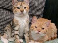 お互いに障碍を持つ兄妹子猫はお互い必死にを守りあいながら生きることをあきらめなかった（アメリカ）