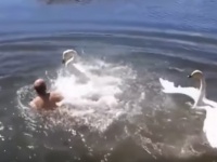 どこ入ってんだよ！湖で泳ごうとしたらハクチョウにこづきまわされる男性のいる風景