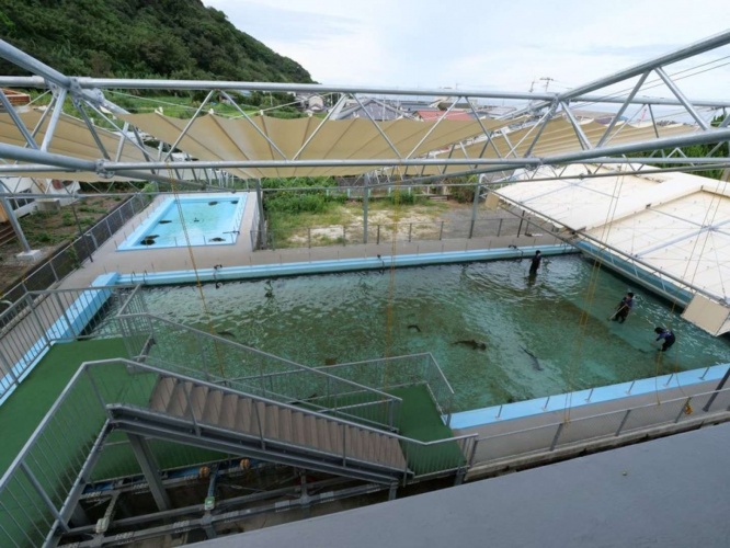 泳いでいるのは、まさか...（写真は銀鏡つかささん提供）