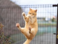 ひとり暮らしでペットを飼うのはアリ？　約6割が「反対」と回答。その理由とは