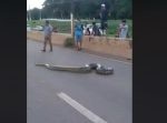 デカっ！！　特大アナコンダがハイウェイで立ち往生。