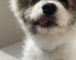 ドジっ子わんこの「探しモノ」はどこにある？　可愛すぎる〝答え〟に1.1万人もん絶「癒しをありがとう」