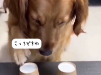 おっとまだ終わっちゃいないぜ。選ばなかったカップの中身を見て思わぬ行動に出る犬