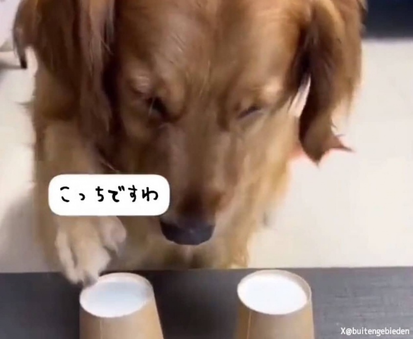 おっとまだ終わっちゃいないぜ。選ばなかったカップの中身を見て思わぬ行動に出る犬