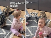 新発売の猫じゃらしか？赤ちゃんの結んだ髪が気になりすぎる猫