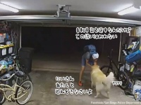 犬＞犯罪。自転車を盗んでいる最中に犬にじゃれつかれ、中断して犬を撫でまくる窃盗犯（追記あり）