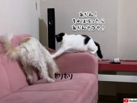 ペシコーン！あかん、それは掘ったらあかんやつ。ソファを掘る犬に制裁を加える猫