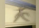 閲覧注意！　バリで目撃されたエグいクリーチャーみたいな姿の虫。