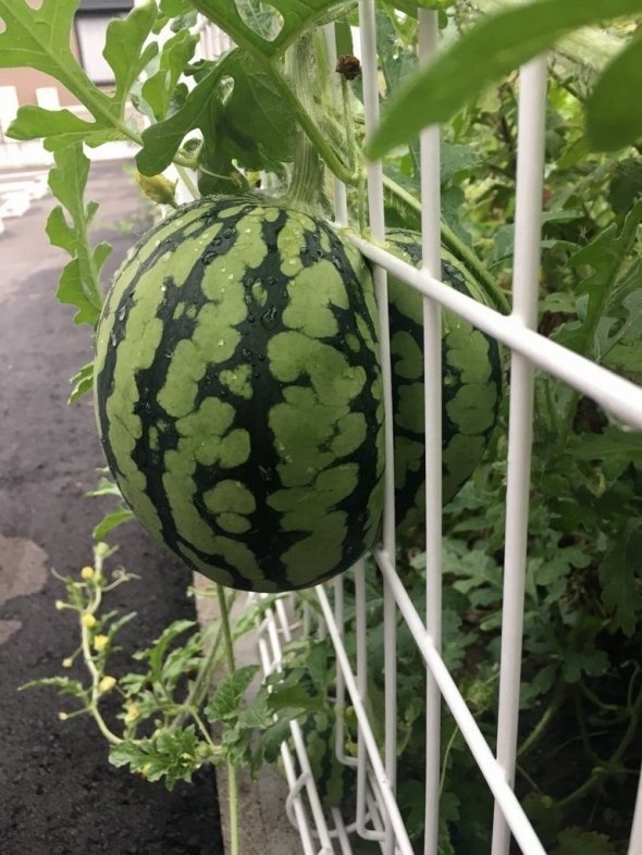 緑＼('ω')／箱（＠midori_box）さんのツイート