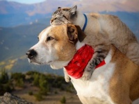 飼い主と一緒に冒険の旅を続ける犬と猫の物語（アメリカ）