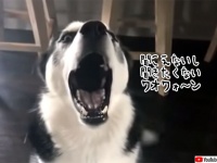 いたずらで叱られているハスキー、飼い主の声に鳴き声を被せて聞こえないふり作戦