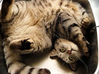 居心地よすぎて困っちゃう。猫と洗面台のナイスマッチな写真集