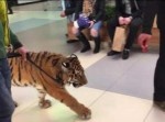 マジかよ！　ショッピングモールに突如“飼い虎”が現れ現場騒然