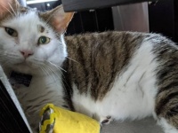 フライト直前に逃亡を図った猫、18日間空港で生き延び、無事発見される