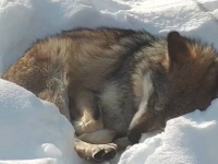 オオカミ、雪の上で心地よく眠る。保護センターで撮影された心温まる動画でほっこりしよう。