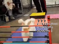 お前らの思い通りにはさせんわ！ジャンプの能力をお披露するコースで暴挙にでたウサギ（カナダ）