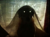 心臓が止まるかと思った！思わずカメラに収めてしまった、呪われた？ペットたちのホラーなシーン総集編