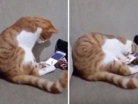 亡き飼い主の動画を見た猫の姿があまりにもせつなすぎて...※追記あり