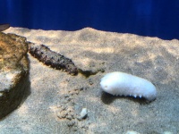真っ白だ...！（画像はマリホ水族館のツイート
