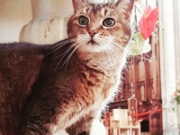 そして猫は守護聖猫となった。12年間教会に住み人々を見守り続けていた猫が他界。追悼式が行われる（イギリス）