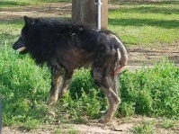 「狼男」と恐れられていた生物が保護された。本来の愛らしい姿に戻り里親が見つかるまでの物語（アメリカ）