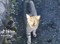 運命の出会い。飼い猫が余命わずかと宣告される直前に偶然出会った猫