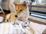 その姿にほっこり。じっと優しい眼差しで見つめる柴犬、その目線の先にあるのは…
