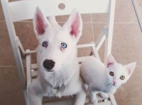 白い子犬に友達が欲しい。と思っていた矢先の出来事でした。白い野良子猫が「私のことですか？」と待ち構えていた件