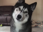 飼い主のある言葉を聞いた途端、息を荒げて喜ぶハスキー犬が可愛すぎる・・・！