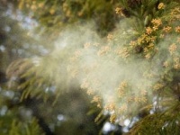 スギ花粉症の患者は推定3000万人以上（shutterstock.com）