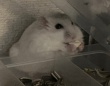 「すごいニコニコ」「全身から幸せ伝わる」　突発的に発生した〝食べ放題〟満喫するハムスターに11万人笑顔