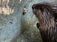 戻ってこないと思ったら...　好奇心旺盛な〝末っ子ビーバー〟の行動に2万人もん絶「なんてかわいいんだ」