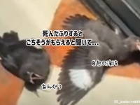 役者がすぎる！死んだふりをすると餌をもらえることを知った鳥たちの演技をご覧ください