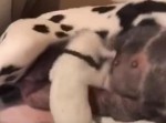 子犬がお母さんのおっぱいを飲む様子がロックンロール！