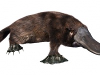 珍獣カモノハシのゲノム解析で哺乳類、鳥類、爬虫類、植物、人間との類似点を発見