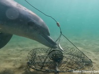 賢いイルカがカニ漁の罠から餌の魚だけを奪い取っていく瞬間を初めて撮影