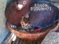 ポッポボァアアア！ハトが大事そうにあたためているヒナは猫だった